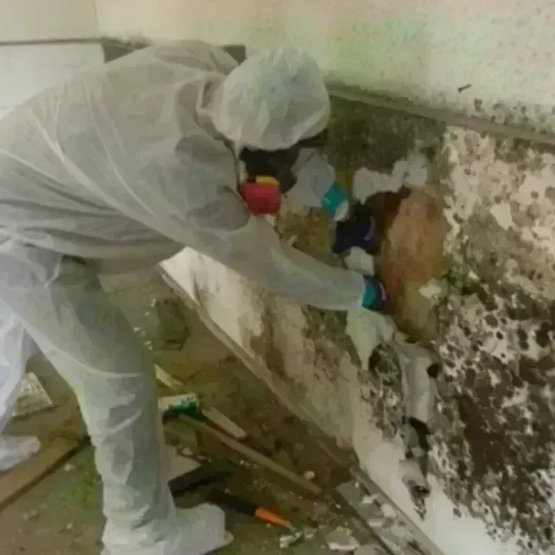 Mold Remediation and Removal in Westville, IN